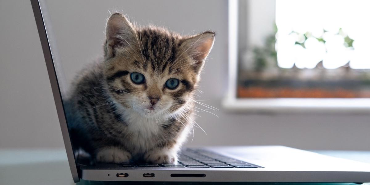 Waarom Katten Het Internet Hebben Overgenomen INDIGNATIE AI & Politiek