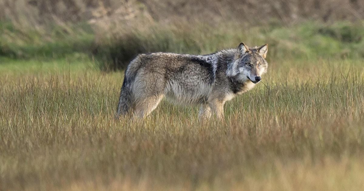 Kerstfeest Utrechts natuurgebied Heidestein geschrapt om aanwezigheid wolven