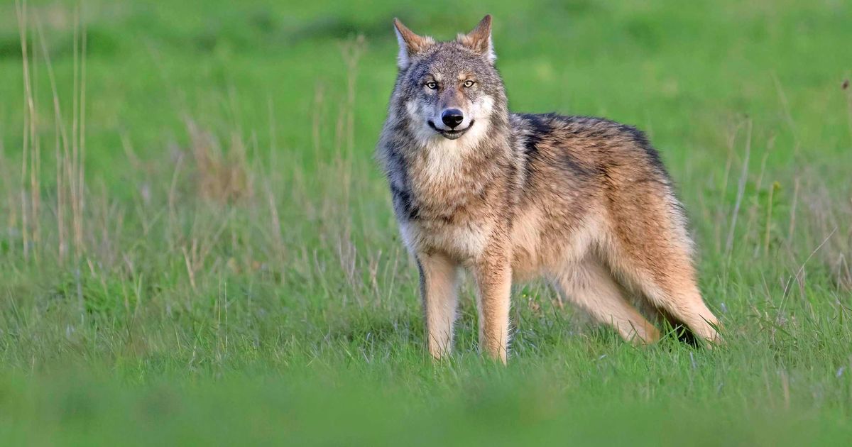 Wandelaar (40) met hond aangevallen door wolf: ’Ik heb hem een rotschop verkocht om mijn hond te redden’