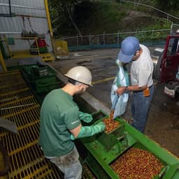 Koffieprijzen bereiken hoogste niveau sinds 1997 vanwege mislukte oogsten