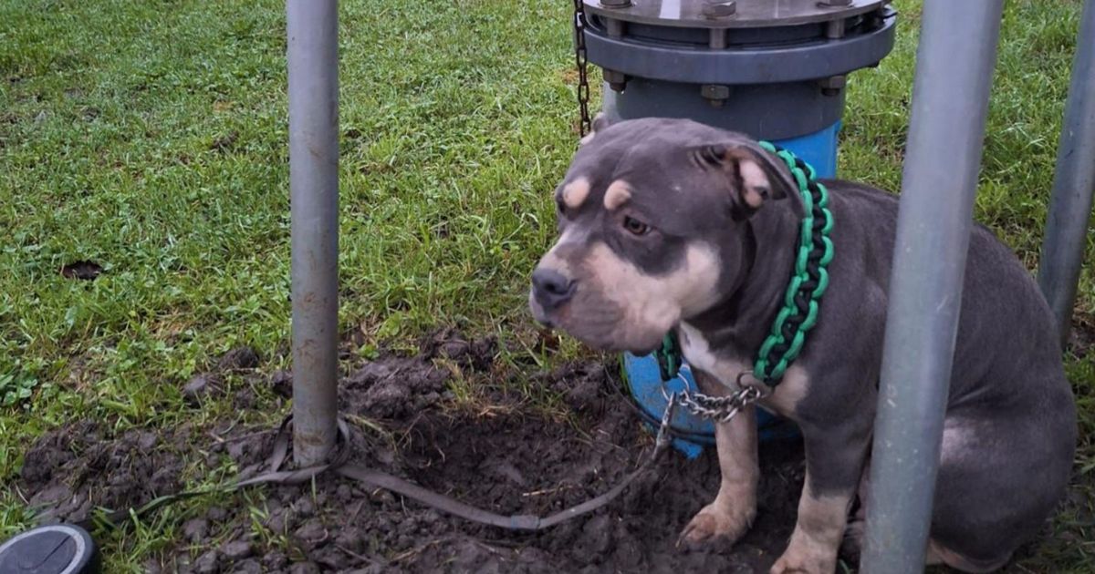 Hond moederziel alleen achtergelaten met kerst bij begraafplaats: ’Het komt goed’