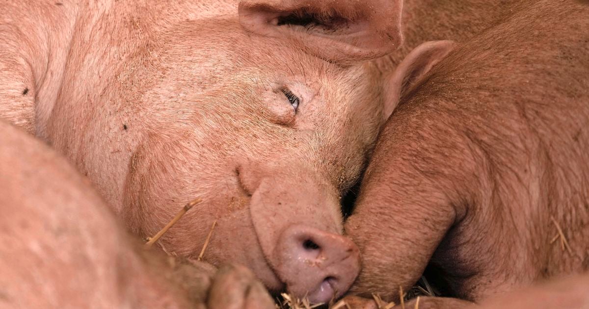 Vlucht van Schiphol naar Mexico-Stad maakt noodstop in Bermuda wegens stinkende varkens: ’Adempauze voor de passagiers’