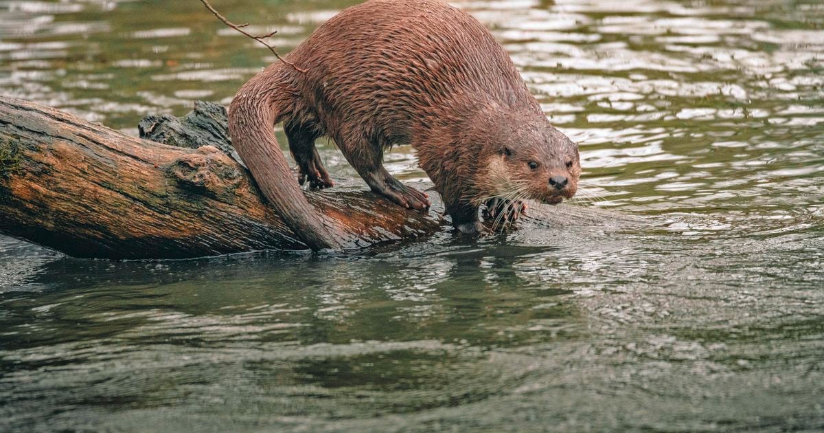 Otter maakt debuut in duinen bij Wassenaar en dat is reden tot feest bij natuurbeheerders: ’Mooiste wat ons kan overkomen!’