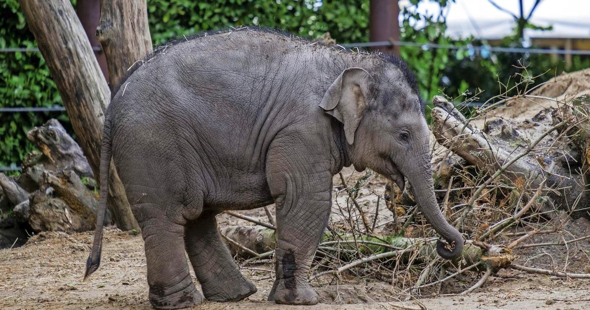 Olifant Yindi (4) overleden na ongeluk in DierenPark Amersfoort