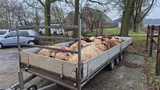 Drentse boer verliest ruim dertig schapen in week tijd door wolven | Binnenland