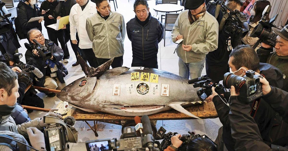 Sushiketen in Tokio biedt 1,3 miljoen euro voor tonijn op veiling