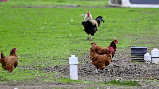 Louisiana meldt eerste sterfgeval van mens met vogelgriep in VS | Buitenland