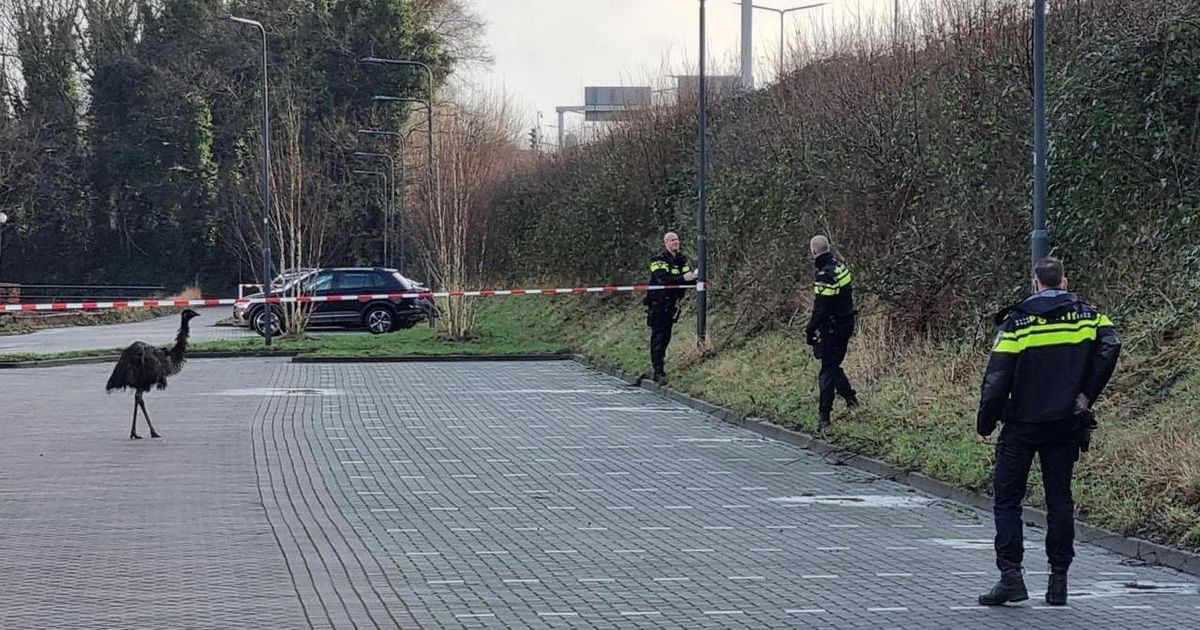 Ontsnapte emoe gevangen door politie na klopjacht in Prinsenbeek: ’Knap werk’