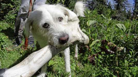 Zeker dertien honden dood na kauwen op botten, NVWA doet onderzoek | Binnenland